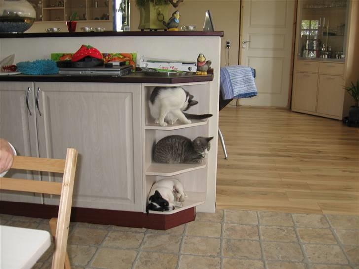 Huskat Bertram billede 4