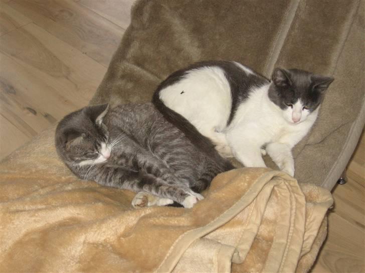 Huskat Bertram billede 5