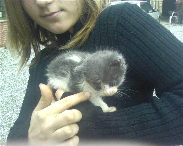 Huskat Bertram billede 6