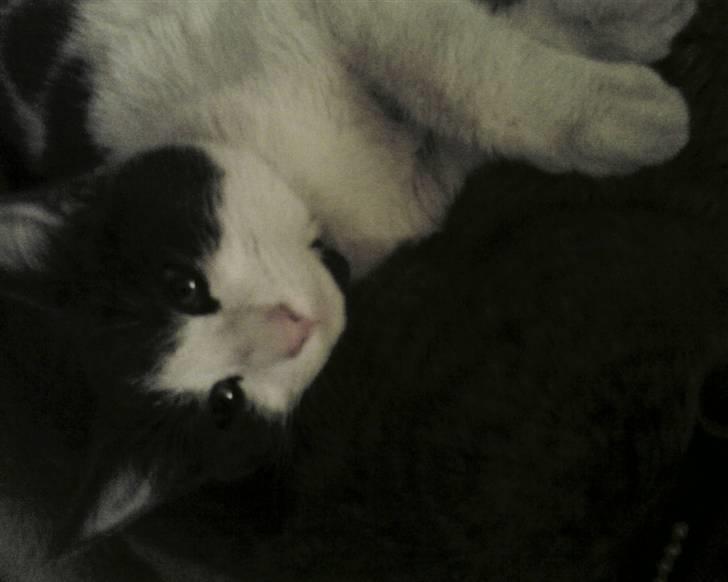 Huskat Bertram billede 7