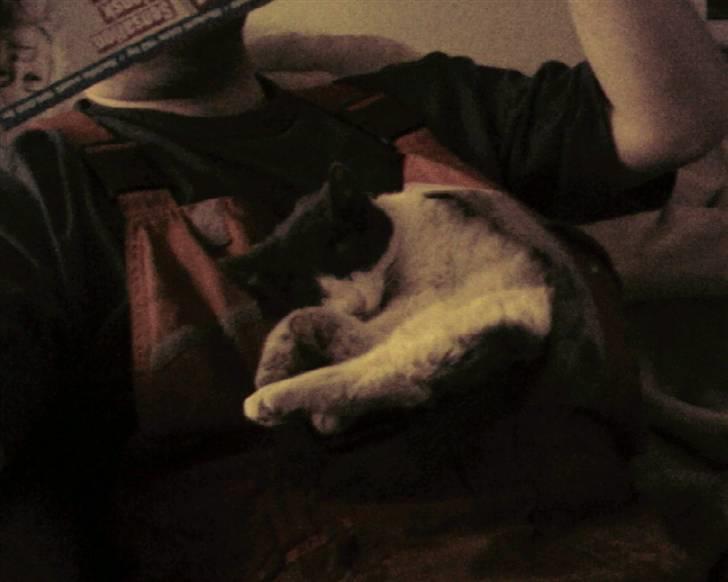 Huskat Bertram billede 8