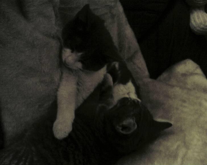 Huskat Bertram billede 9