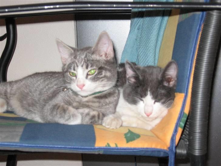 Huskat compani (SOLGT) - mig og brormand billede 3