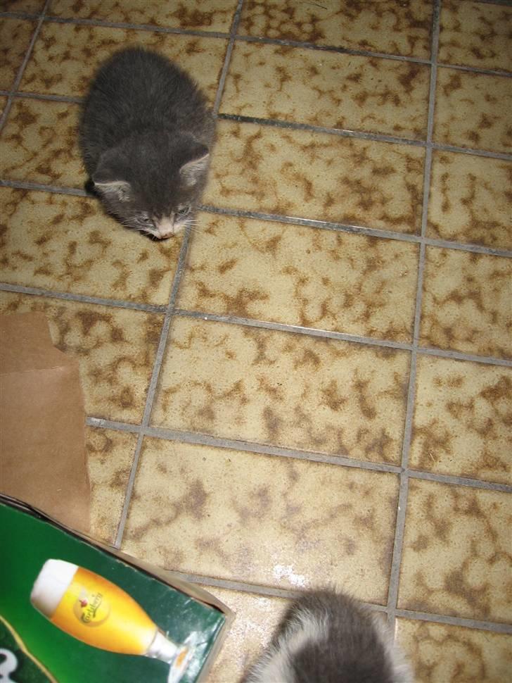 Huskat compani (SOLGT) - her er jeg kun 5 uger gammel billede 4