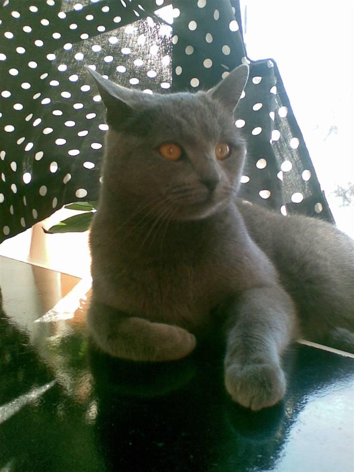 Huskat anton  - hej med dig billede 10