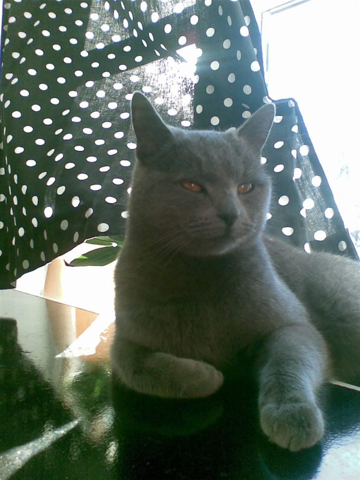 Huskat anton  - nye billeder den 15 december  billede 11