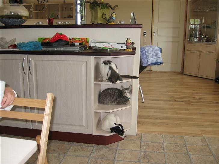 Huskat compani (SOLGT) - vi kender vores plads.. smiler billede 5