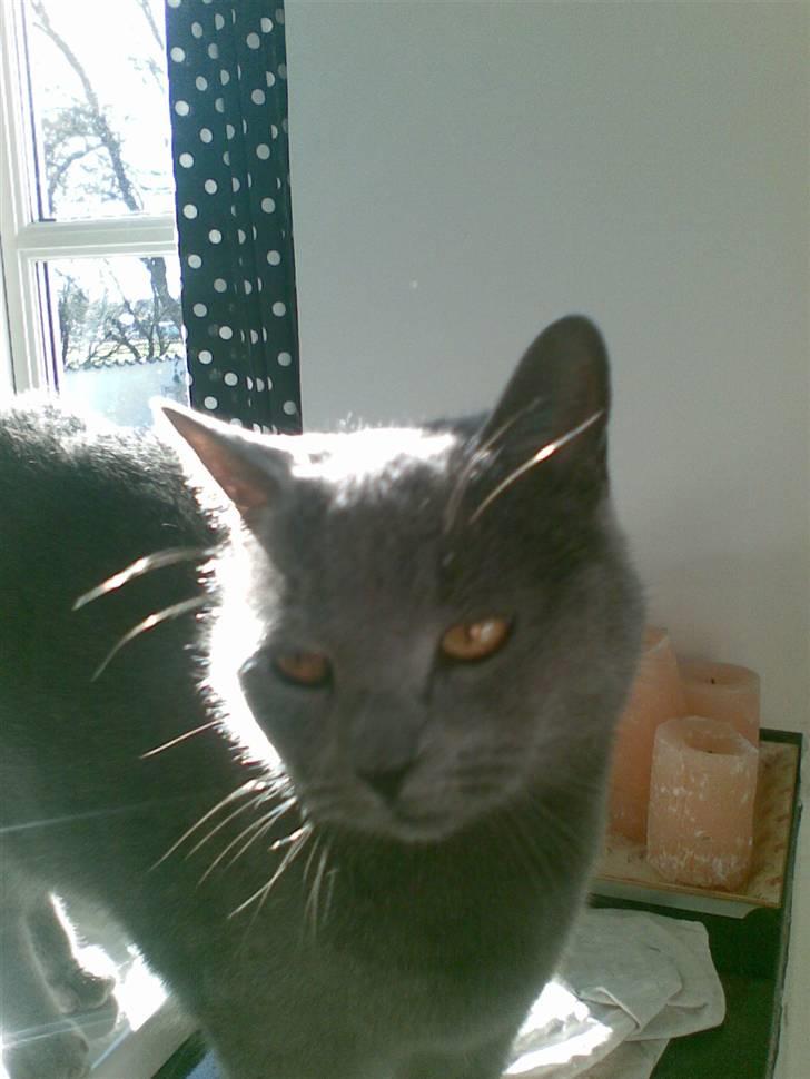 Huskat anton  - nye billeder den 15 december  billede 12