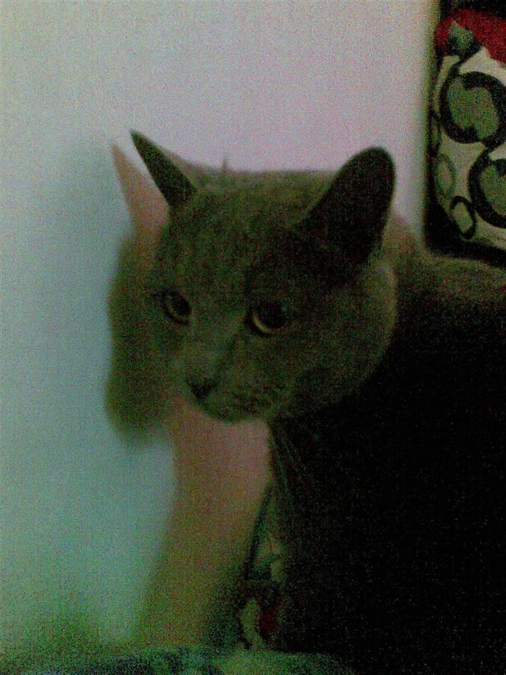 Huskat anton  - jeg kigger lige  billede 13