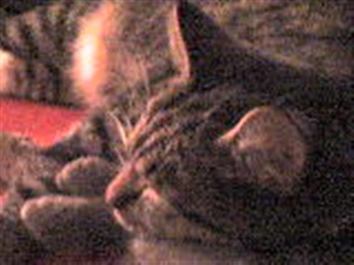 Huskat Lui - ZzzzZ billede 5