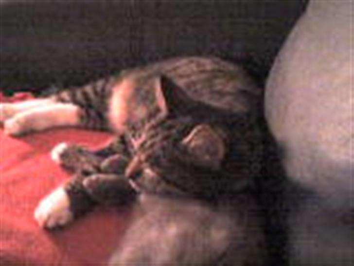 Huskat Lui - Bruger lige Livas bagdel som hovedpude, ZzzzZ billede 6