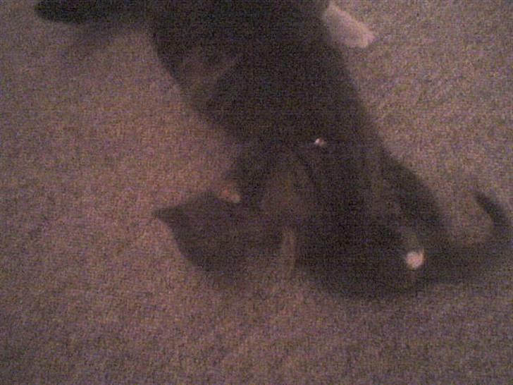 Huskat Lui - Nu skal du ha! billede 7