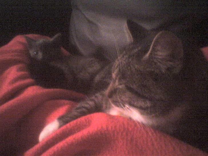 Huskat Lui - Livet! billede 8