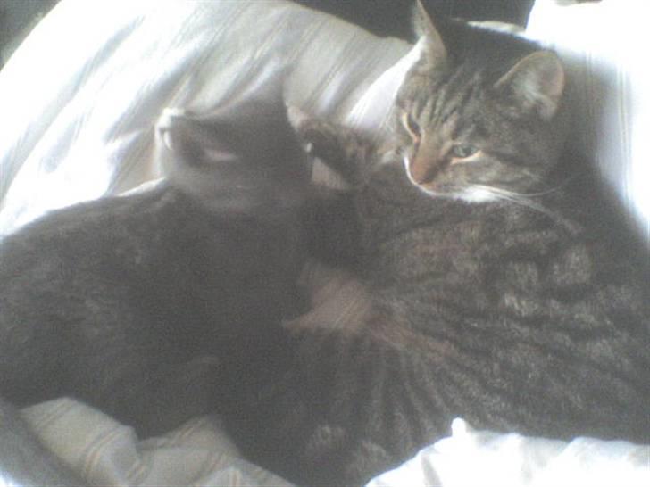 Huskat Lui - ZzzzZ billede 9