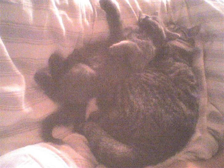 Huskat Lui - Ske er bare det bedste. billede 10