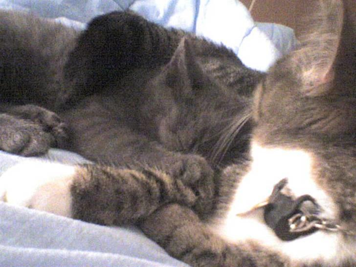 Huskat Lui - Du skal lige vaskes lidt. billede 11