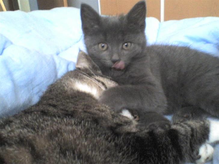 Huskat Lui - Åhh hvor er hun bare træls om morgen. Vil sove! billede 12