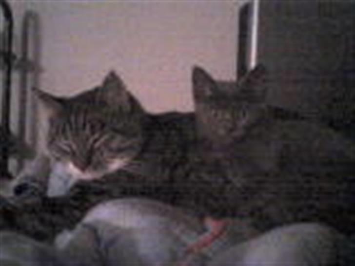 Huskat Lui - Bedste venner:) billede 13