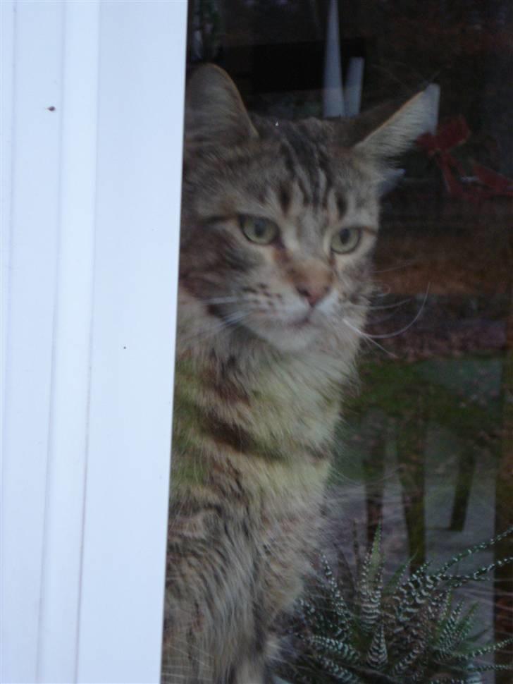 Maine Coon Ally R.I.P - Ally 23/12 07 Taget udefra, Ally kigger på fugle.. :) billede 12
