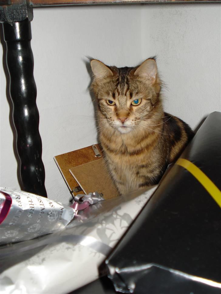 Maine Coon Ally R.I.P - Ally 23/13 07 Ally mellem alle julegaverne.. :)  billede 13