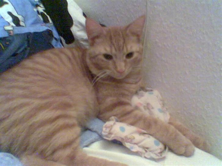 Huskat Oscar   *R.I.P*  - MIN pude! billede 2