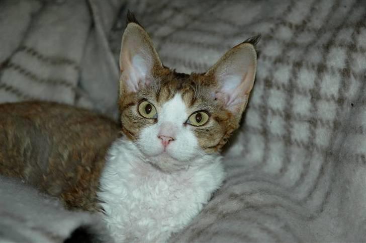 Devon Rex DK Mischek Cassiopeia - Cassie 24/12-07, 5 mdr. gl. billede 9