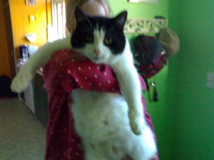 Huskat Basé *aflivet* - Se hvor lang jeg er. xD billede 7