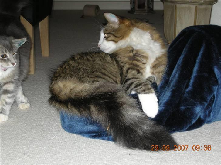 Norsk Skovkat Emil - så skal der laves balade billede 13