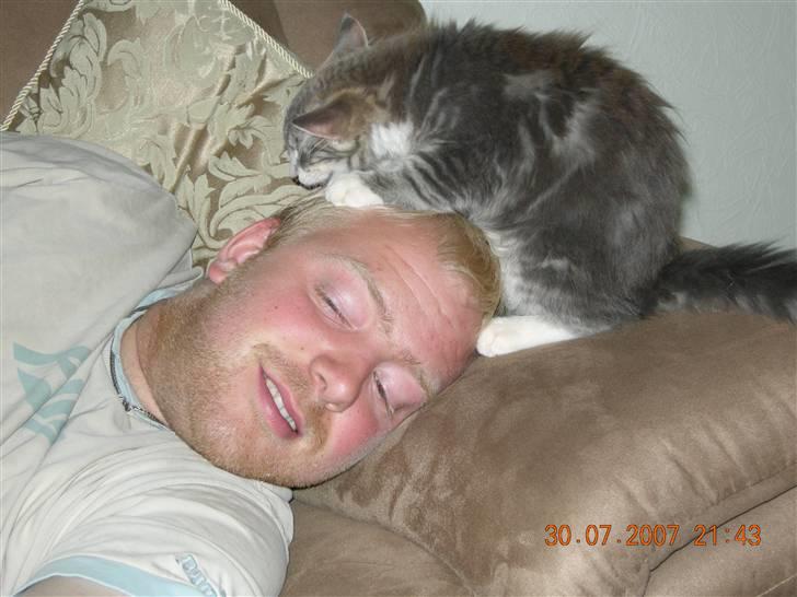 Norsk Skovkat Mambo "Flapøre" R.I.P billede 12