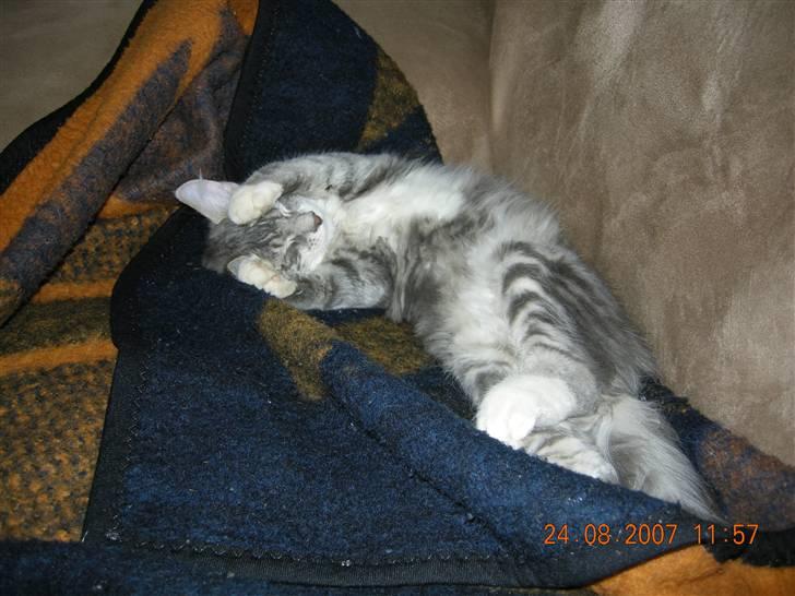 Norsk Skovkat Mambo "Flapøre" R.I.P billede 13