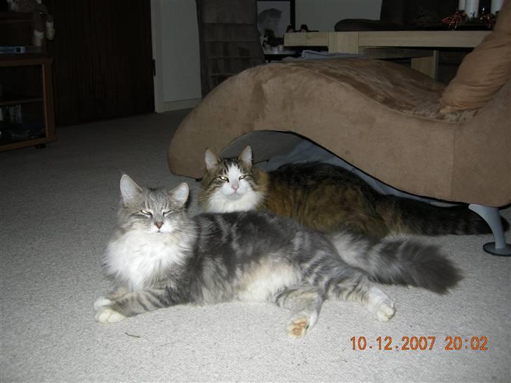 Norsk Skovkat Mambo "Flapøre" R.I.P billede 14