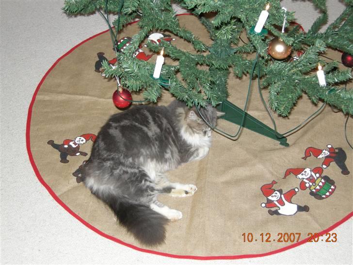 Norsk Skovkat Mambo "Flapøre" R.I.P billede 15