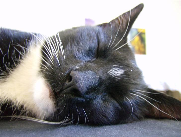 Huskat Odin - borte billede 1