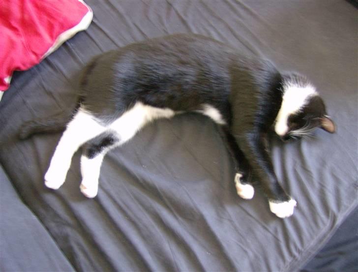 Huskat Odin - borte billede 2