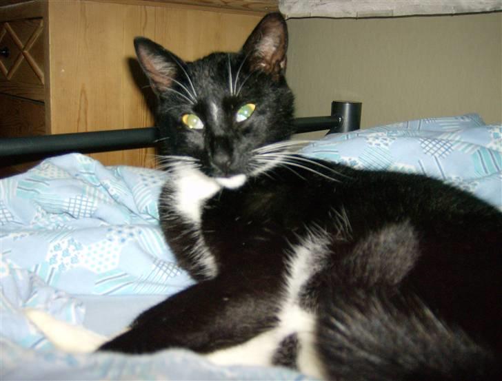 Huskat Odin - borte billede 3