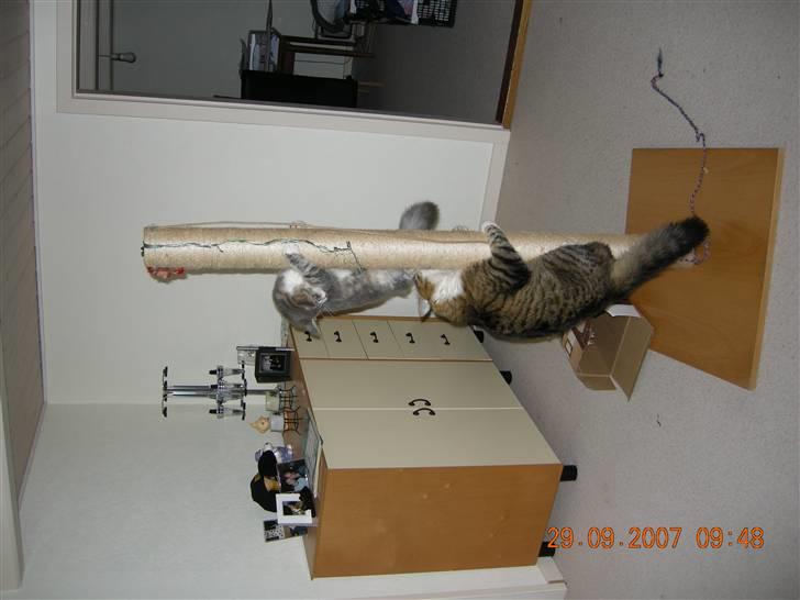 Norsk Skovkat Emil billede 14