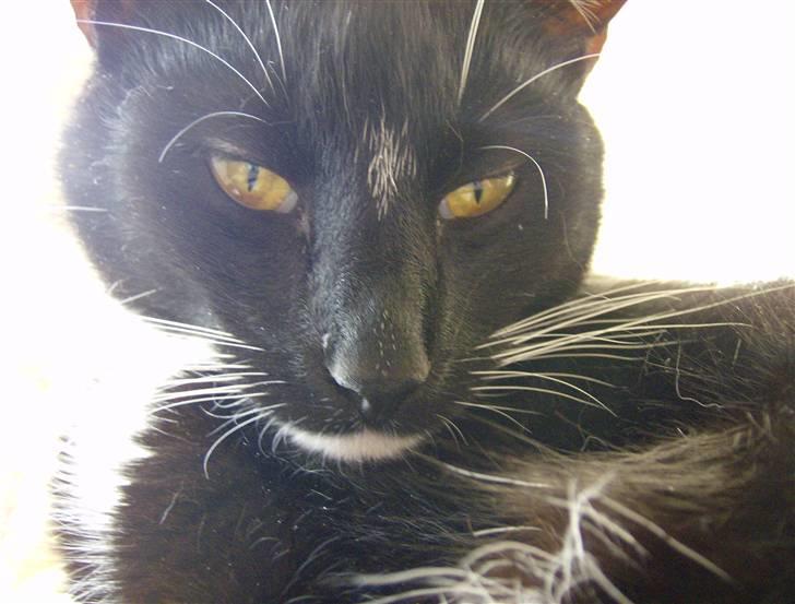 Huskat Odin - borte billede 4