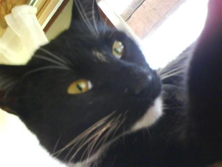 Huskat Odin - borte billede 5