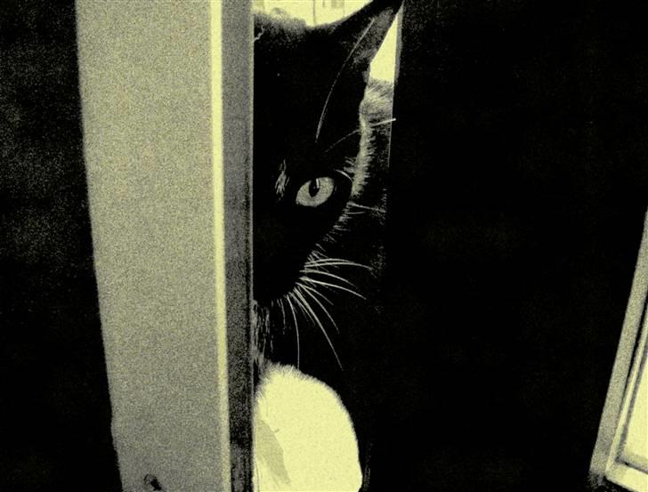 Huskat Odin - borte billede 6