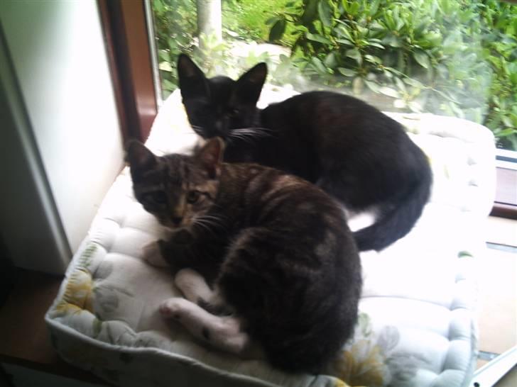 Huskat Odin - borte - Sammen med søs (Fiona) billede 7