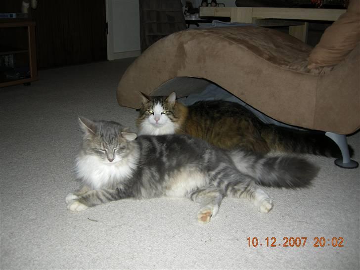 Norsk Skovkat Emil billede 15