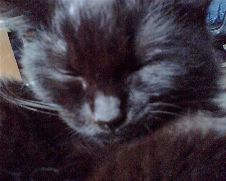 Blanding af racer Toluse billede 1