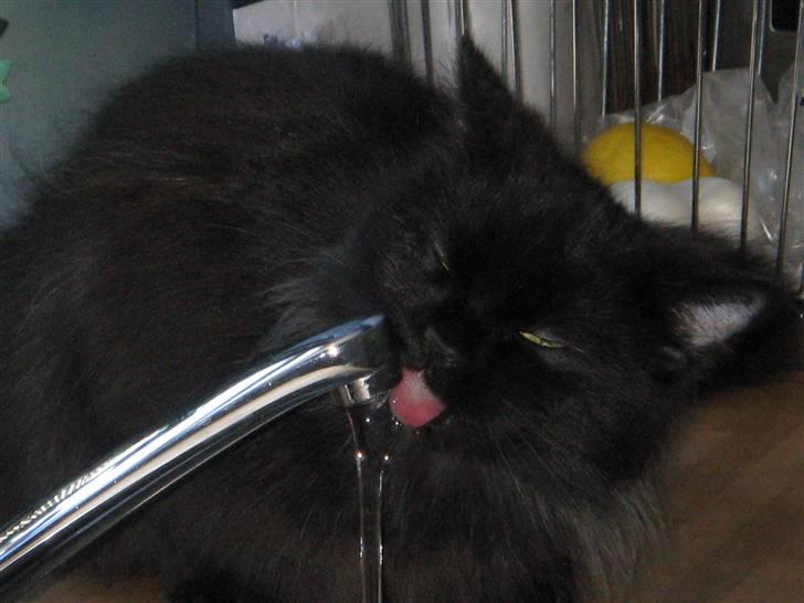 Blanding af racer Toluse - drikke a en skål? nej direkte fra vandhanen:D billede 2