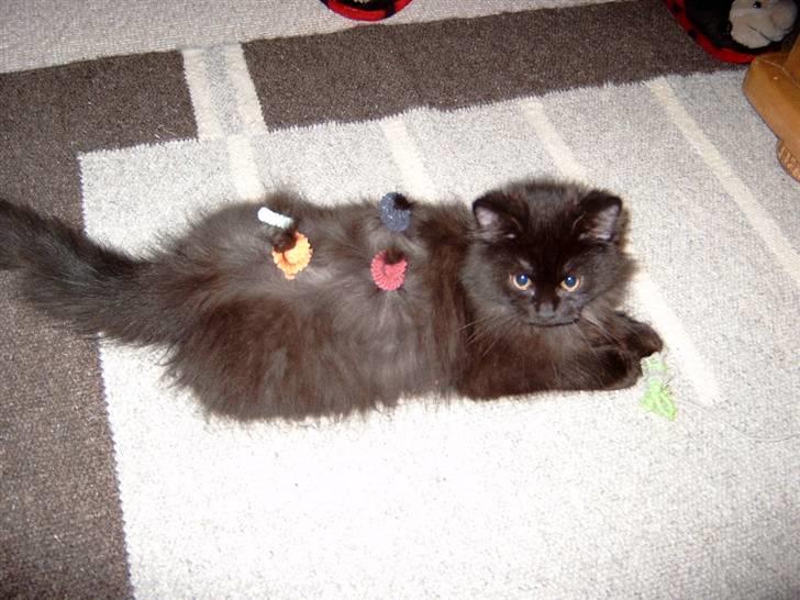 Blanding af racer Toluse - dårlig hårdag? haha billede 6