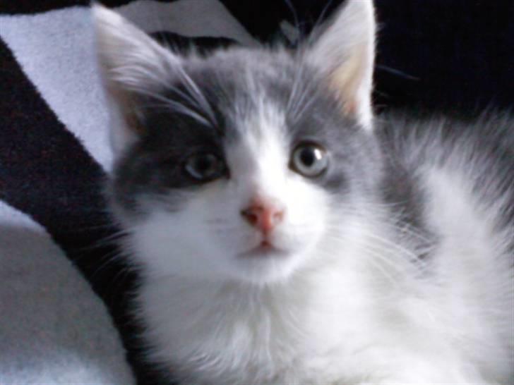 Blanding af racer Solo - hvad? har ikk gjort noget:P billede 1