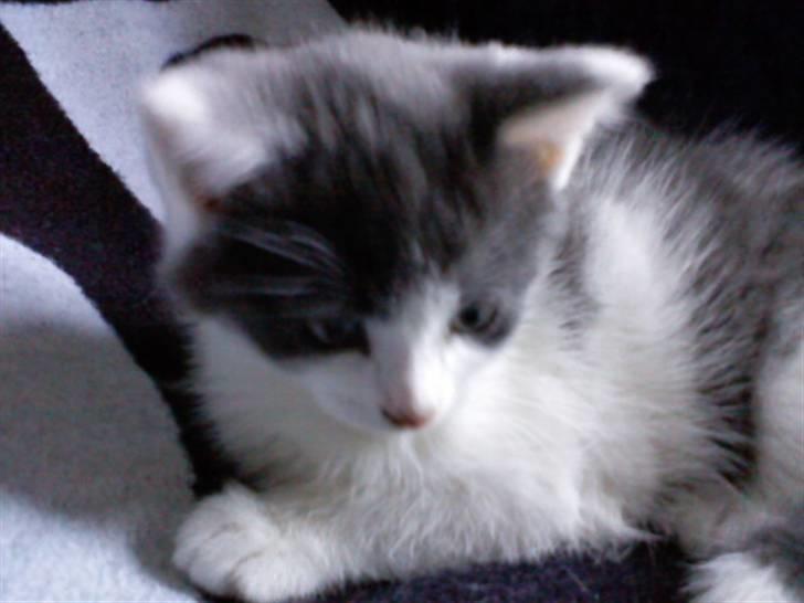 Blanding af racer Solo - hva laver du dernede? billede 2