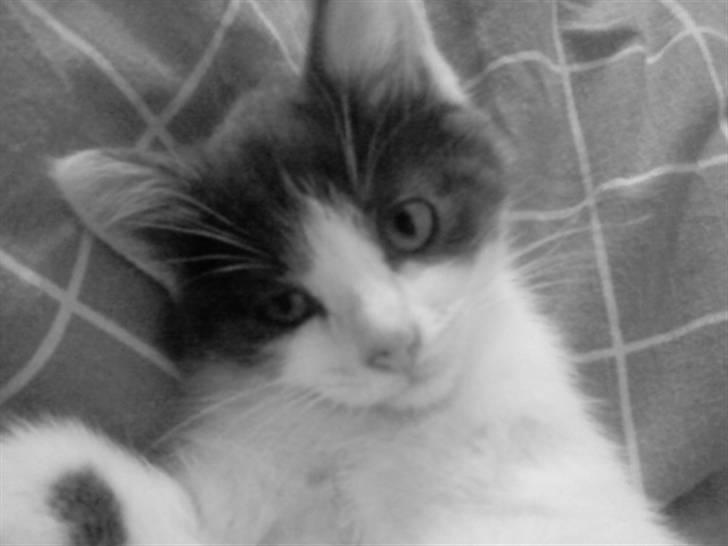 Blanding af racer Solo - ligger og putter på sengen billede 3