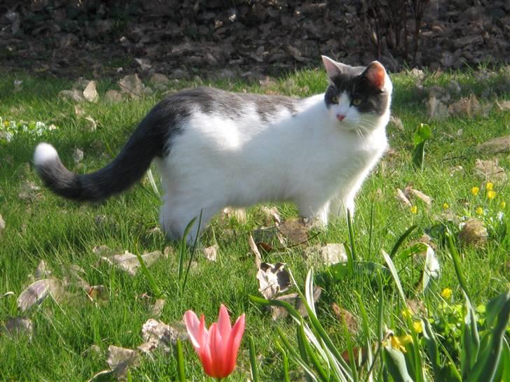 Blanding af racer Solo - sommer ballade i haven billede 4