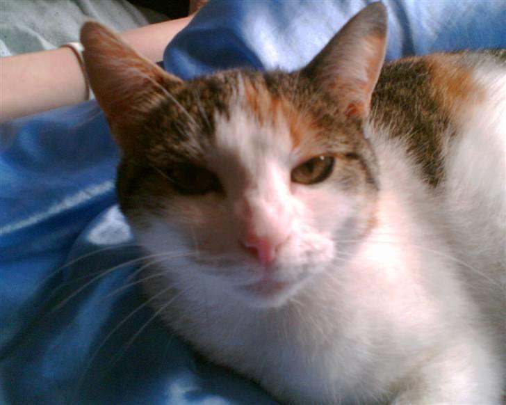 Blanding af racer Solo - min moar R.I.P billede 5