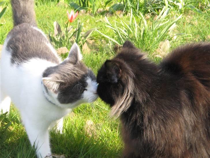 Blanding af racer Solo billede 6